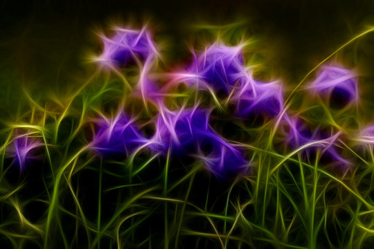 紫花苜蓿