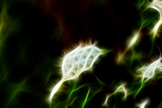 李葉繡線菊