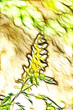 黃堇花抽象畫