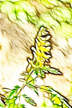 黃堇花抽象畫