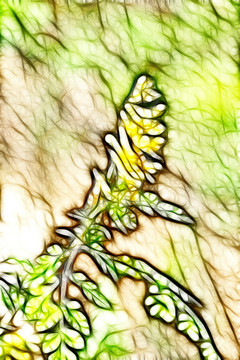 黄堇花抽象画