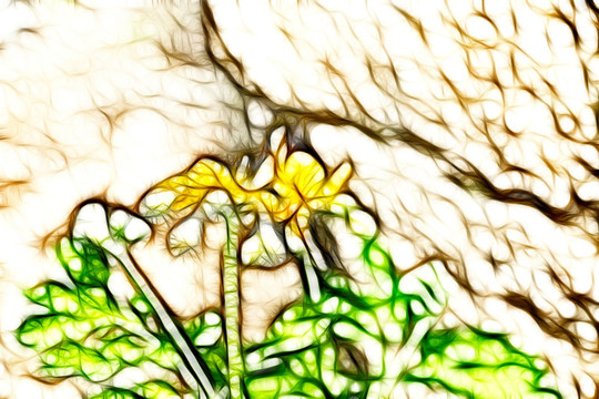 黃堇花抽象畫