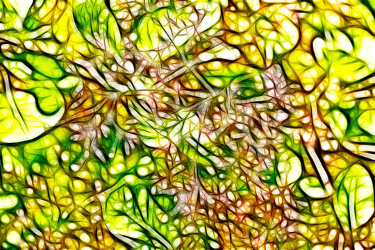 黃櫨開花裝飾畫