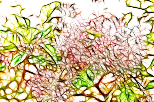 黄栌树枝叶抽象画