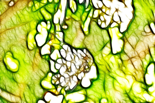 李葉繡線菊抽象畫