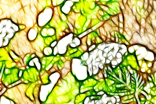 李葉繡線菊抽象畫