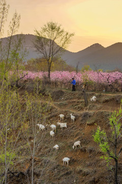 田园 牧羊 桃花