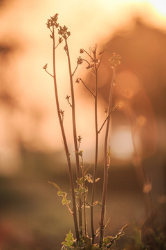 油菜花