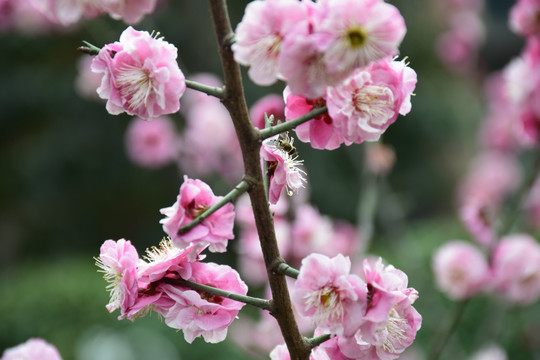 桃花枝头