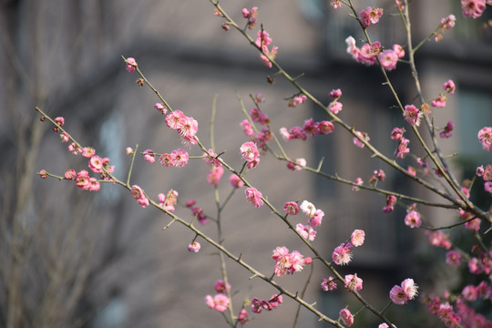 桃花