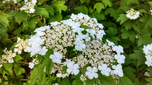 美丽白花