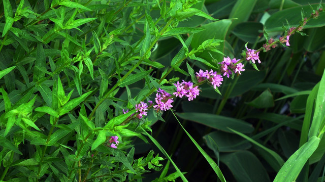 河边小花