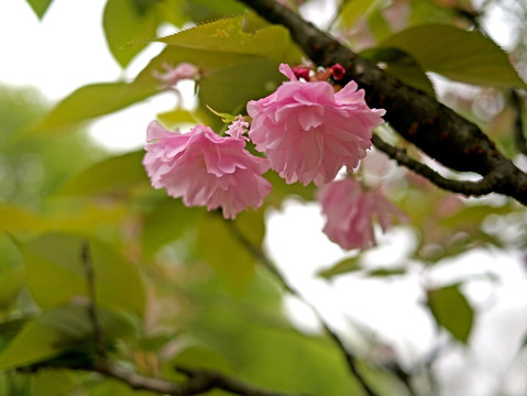 八重樱樱花