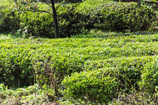 茶园 南岳云雾茶 茶场