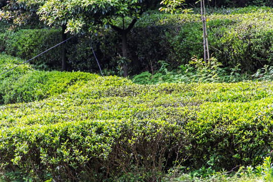 茶园 南岳云雾茶 茶场