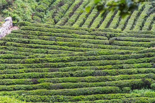 茶园 南岳云雾茶 茶场