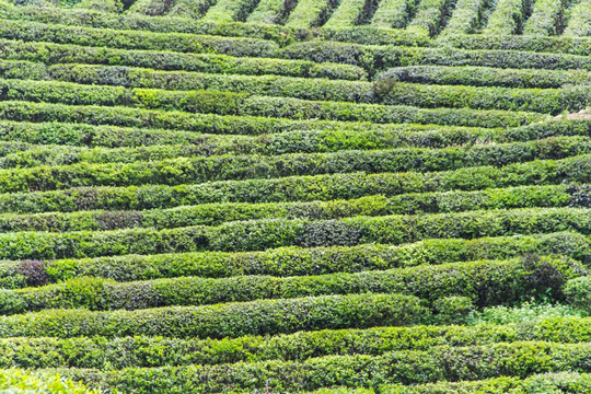 茶园 南岳云雾茶 茶场