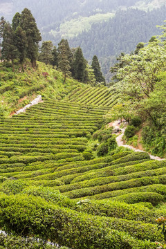 茶园 南岳云雾茶 茶场