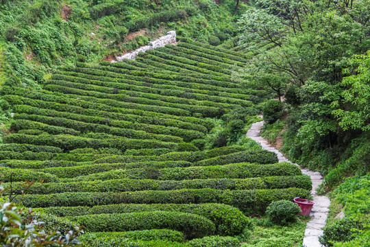 茶园 南岳云雾茶 茶场