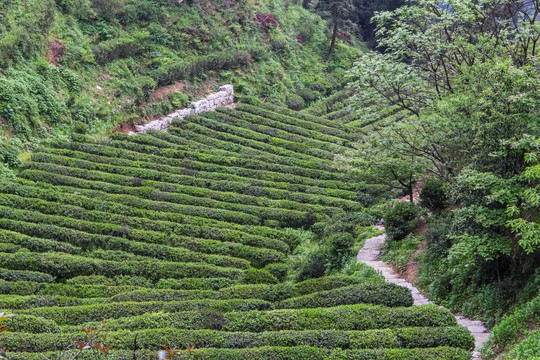 茶园 南岳云雾茶 茶场