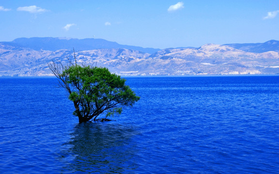蓝色水中的树木