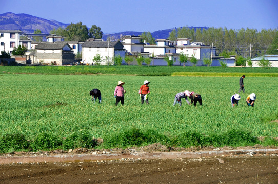 田间劳作的农民