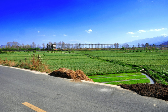 路边的田野