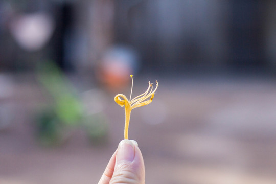 金银花特写