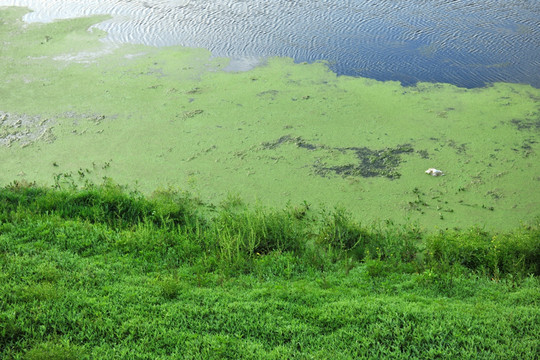 绿藻  水藻  水草