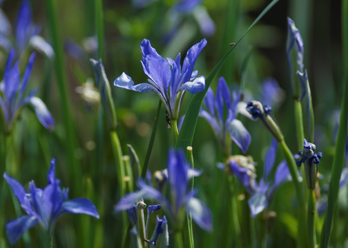 马兰花