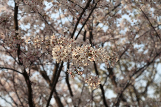 初春 白樱花