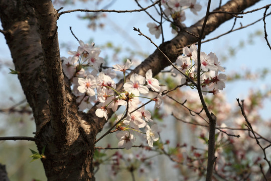 初春 白樱花