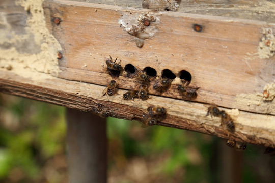 蜂箱 养蜂