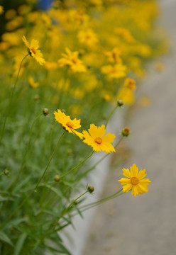 黄菊花 金鸡菊