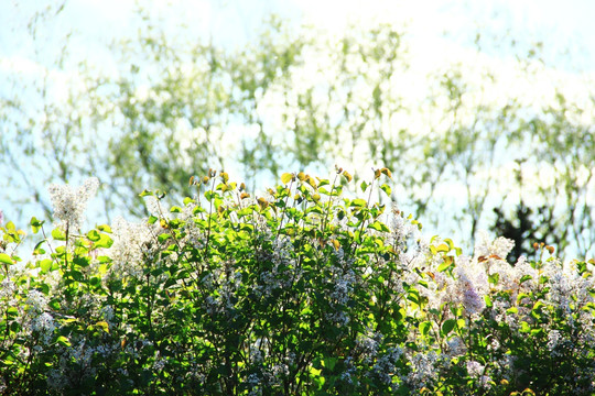 丁香花开