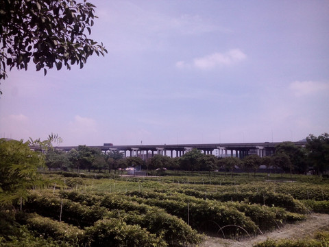 广州苗圃风景