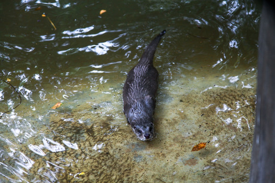 水獭