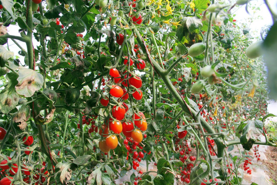 枸杞番茄 圣女果 种植基地