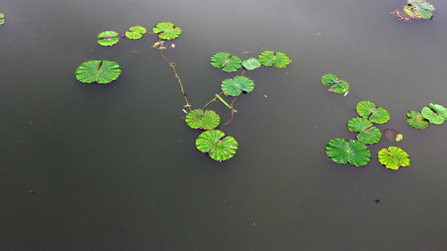 池塘浮萍