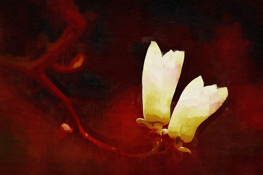 玉蘭花油畫(huà)