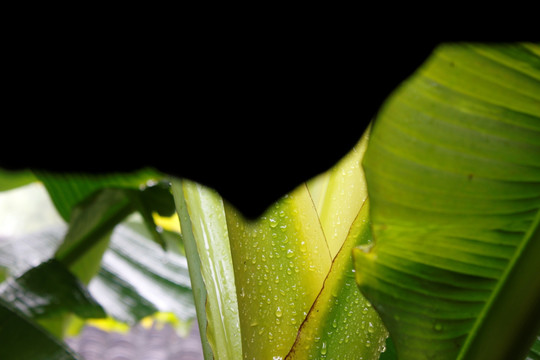 雨打芭蕉