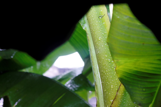 雨打芭蕉