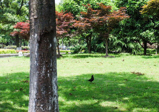 城市生态街景 树林草地 鸟