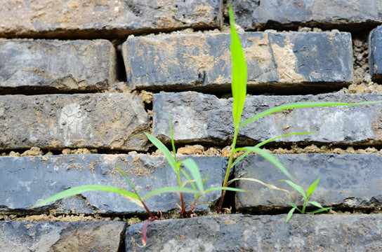 砖缝里的小草 墙壁 砖墙