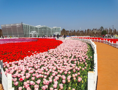 郁金香花园