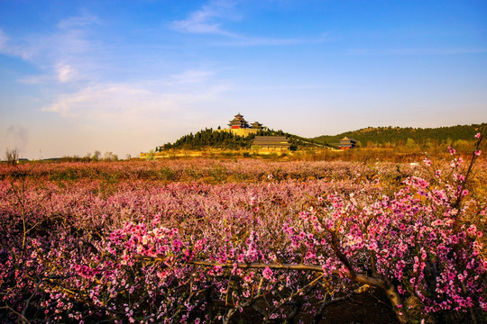 田园桃花