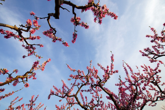 田园桃花