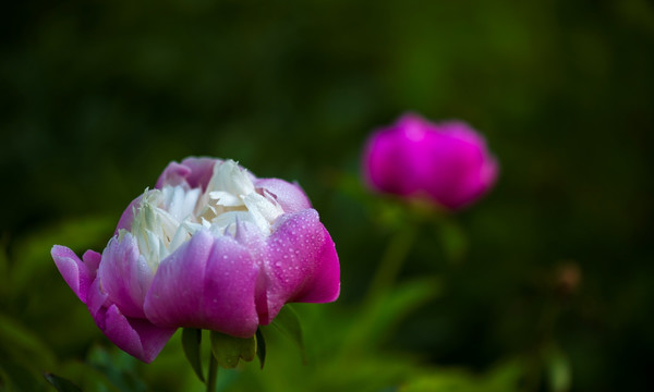 芍药花