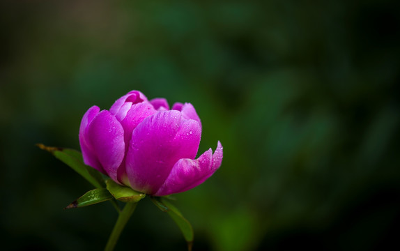 芍药花