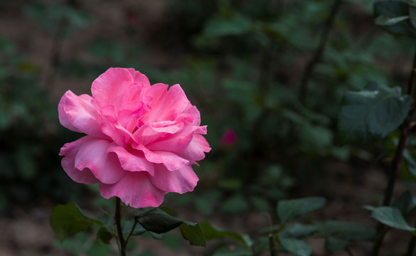 芍药花